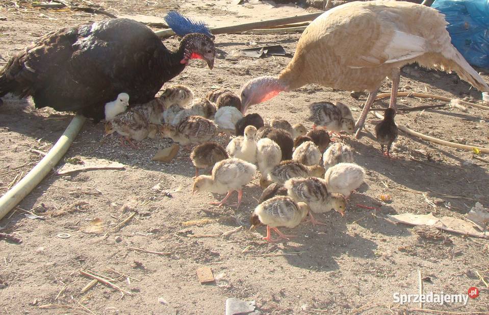 Sprzedam Indyki pisklęta indyczki Pożdżenice