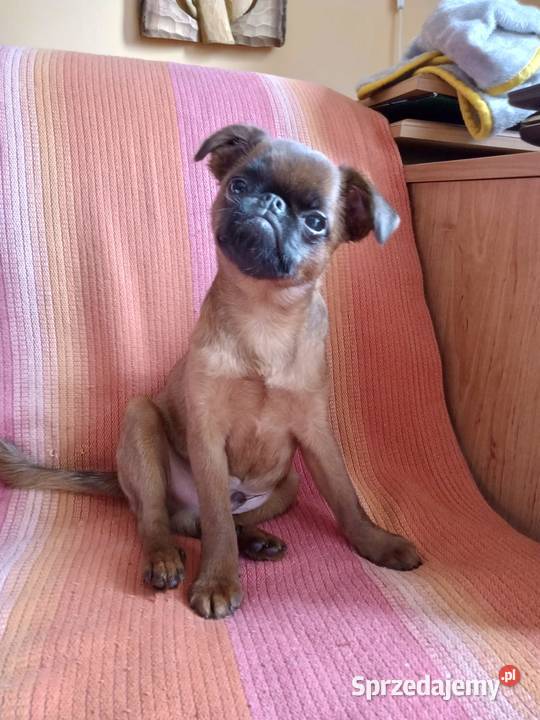 Gryfonik Brabancki Rudy FCI Wodzisław Śląski