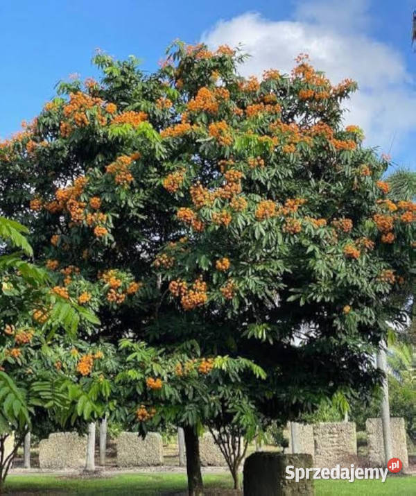 ASIOKA Saraca asoca NASIONA 20 sztuk 100g Lubanie