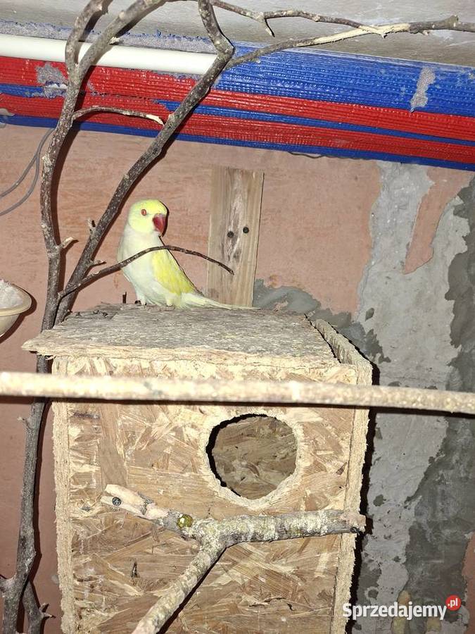 Aleksandreta żółty