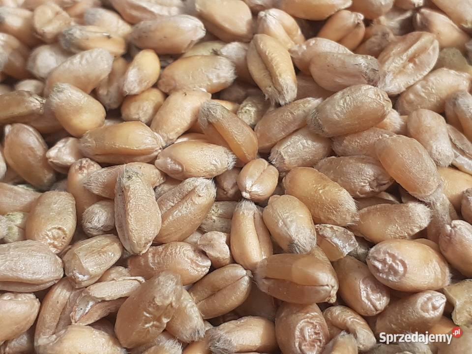 Sprzedam pszenzyto mazowieckie Łosice