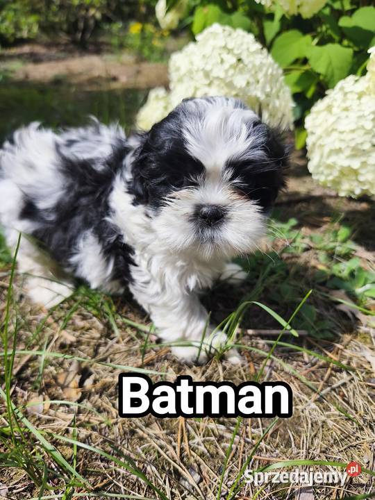 Szczenięta shih tzu Radzymin