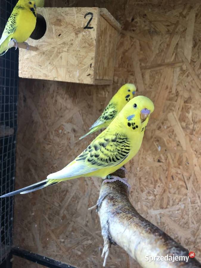 Papugi Faliste Texas Ptaki Jedlicze sprzedam