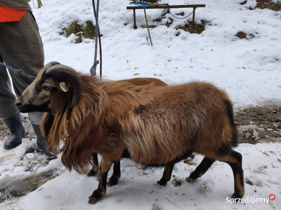 Baran Kameruński Bartkowa-Posadowa