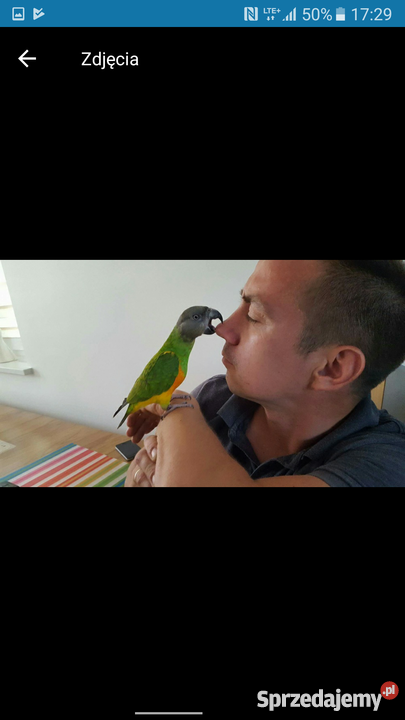 Afrykanka senegalska ognistobrzucha Inowrocław