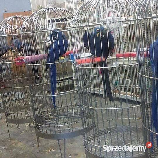 Kolorowe papugi i jaja papug na sprzedaż Ptaki Warszawa sprzedam