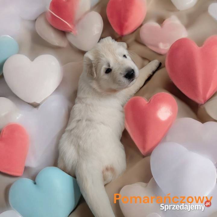 Biały Owczarek Szwajcarski ZKwP FCI szczenieta Owczarek Grodzisk Mazowiecki