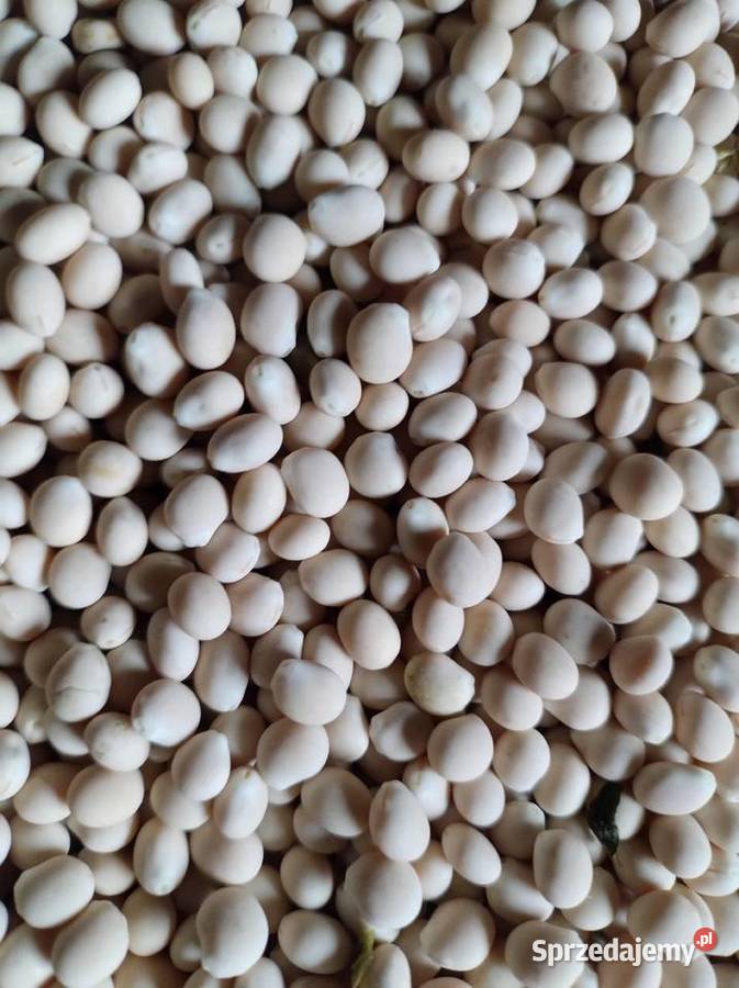 Łubin gorzki wąskolistny oskar Julianów