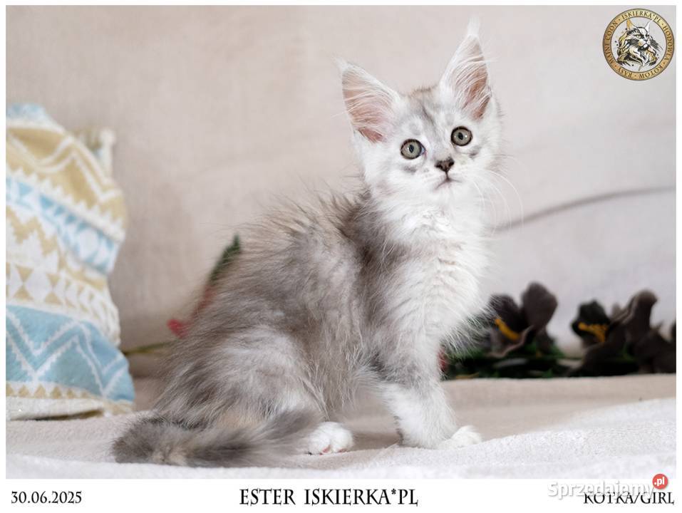 Srebrzysta kotka maine coon