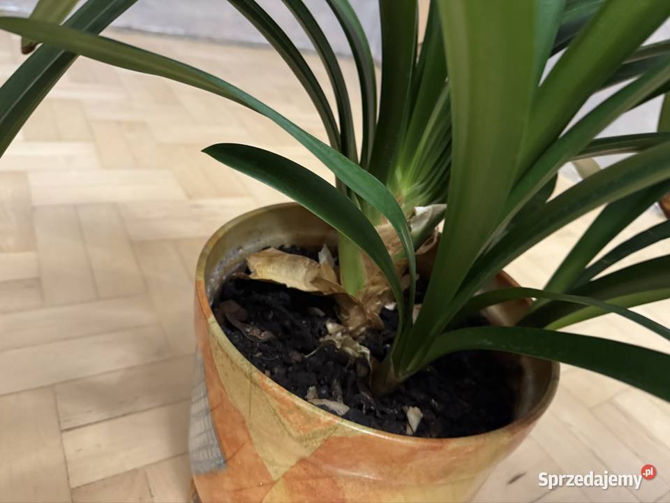 Kliwia pomarańczowa doniczkowa clivia miniata Częstochowa