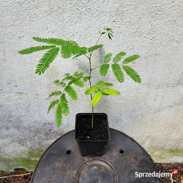 Albizia julibrissin młoda sadzonka 2030 Warszawa
