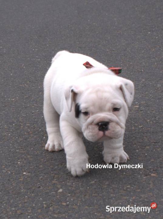 Buldog angielski samiec Buldog Przedecz
