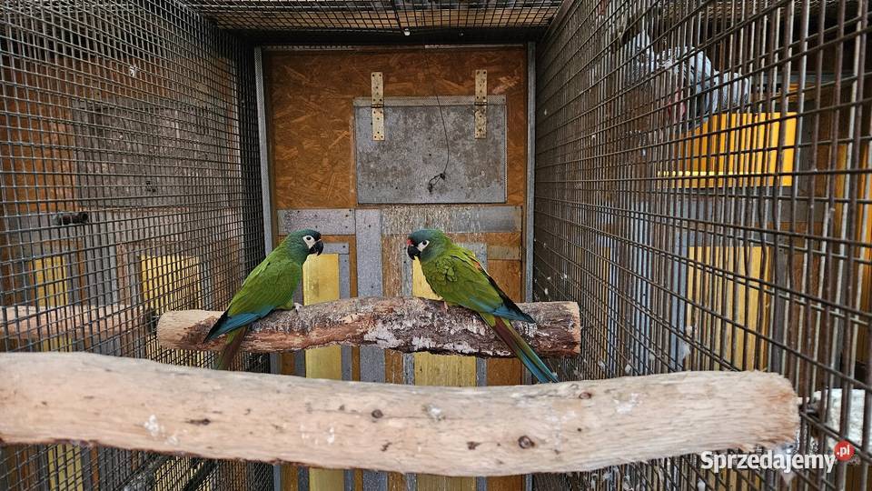 Ara Marakana para Ptaki Bydgoszcz