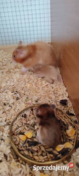 Małe chomiczki syryjskie długowłose zachodniopomorskie Goleniów