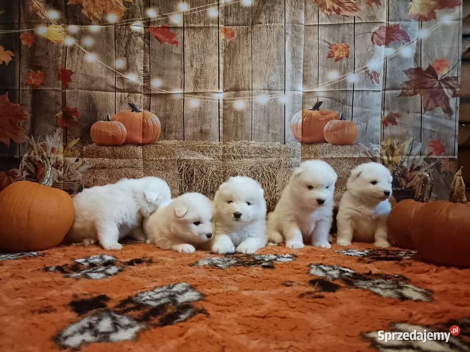Rasowe szczeniaki samoyed Bukowno