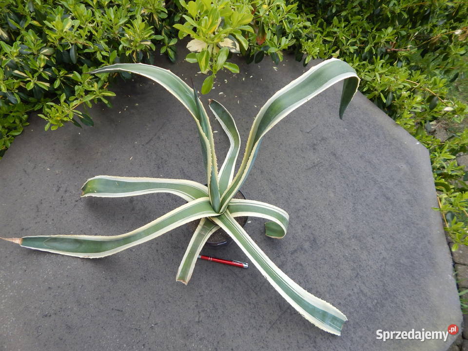 Odhodowana agawa z żółtymi brzegami agave Kraków