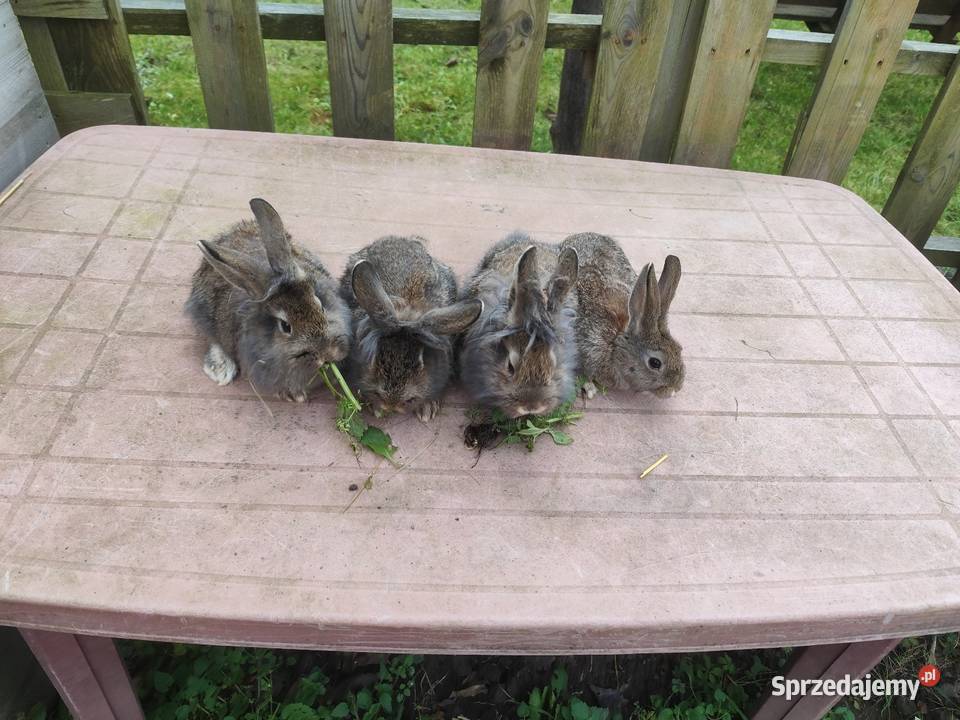 Króliki króliki młode Króliki Kościan