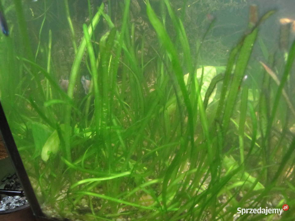 Trawka nurzaniec Toruń