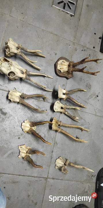 Zestaw parostkow z czaszkami Częstochowa