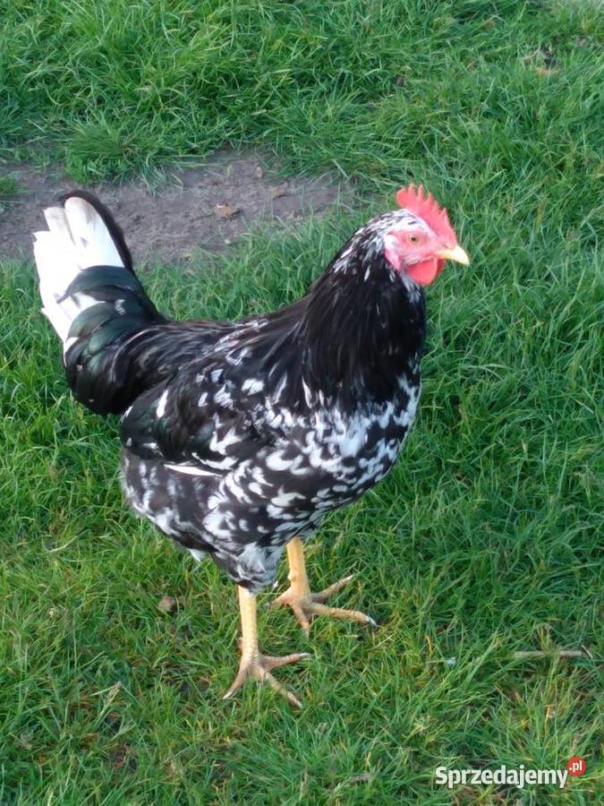 Kogut tęczanka Siemień