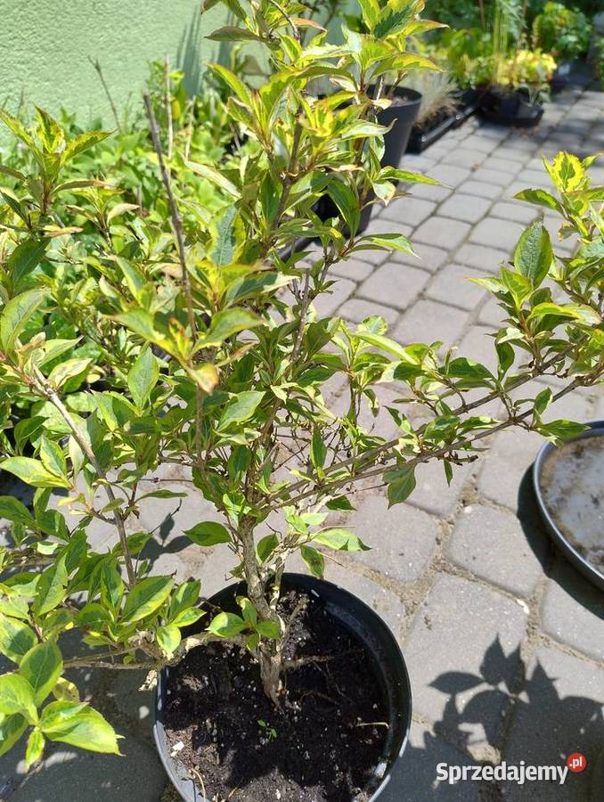 Krzewy wieloletnie do ogrodu nadwyżki Nisko