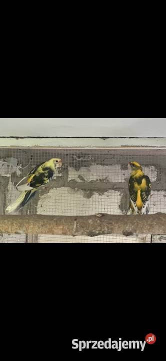 Papugi rozella królewska szek podkarpackie