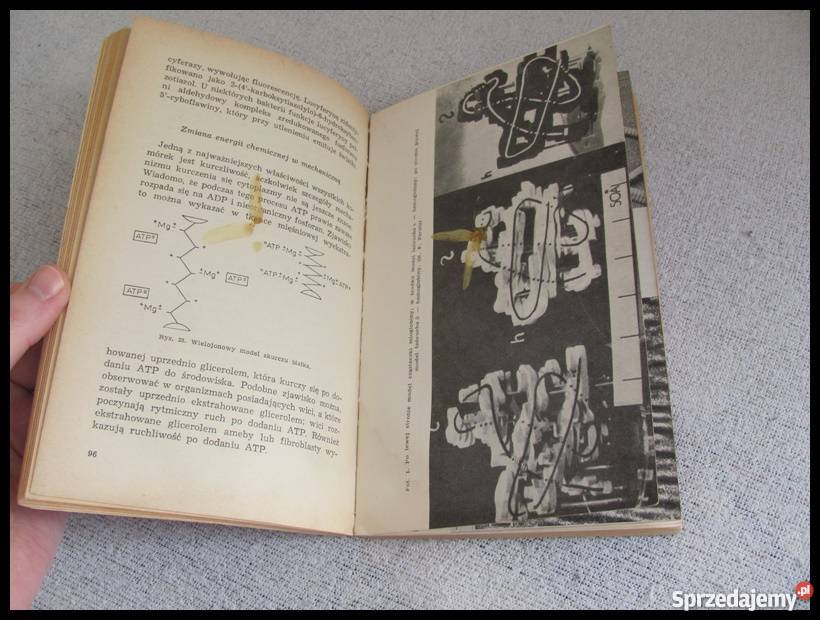 Podstawy biologii współczesnej Biologia komórki Płock sprzedam