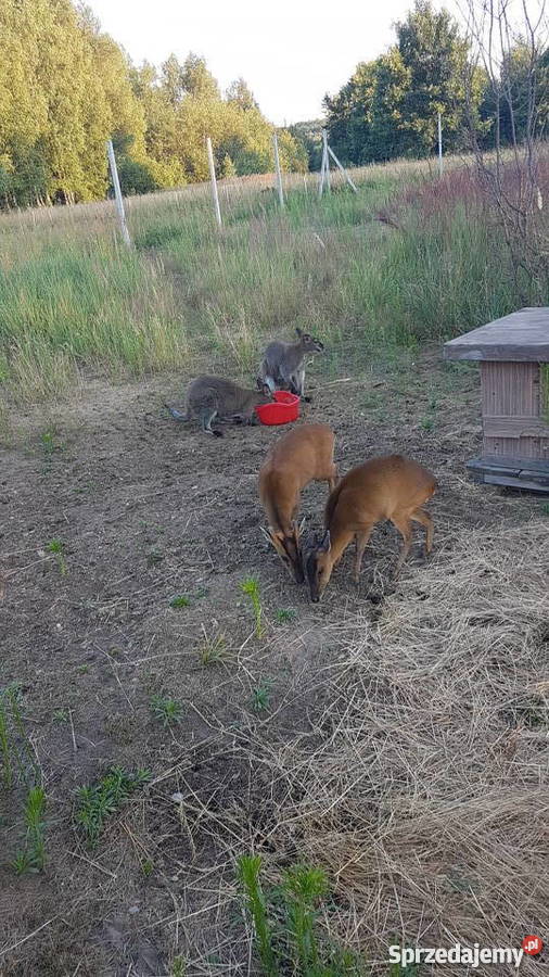 Mundżaki chińskie miniaturowe jelenie Kraków sprzedam