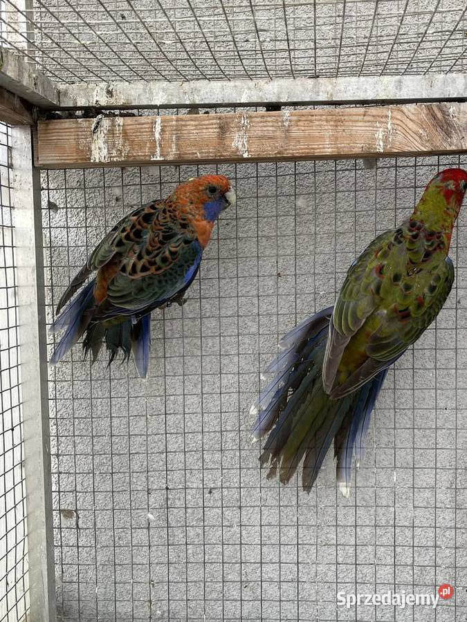 Rozelle królewskie Sośnicowice