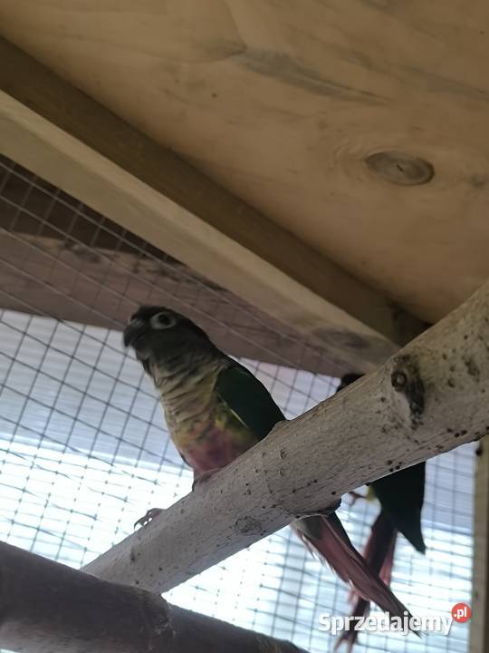 Rudosterki zielonolice opalin Rostarzewo