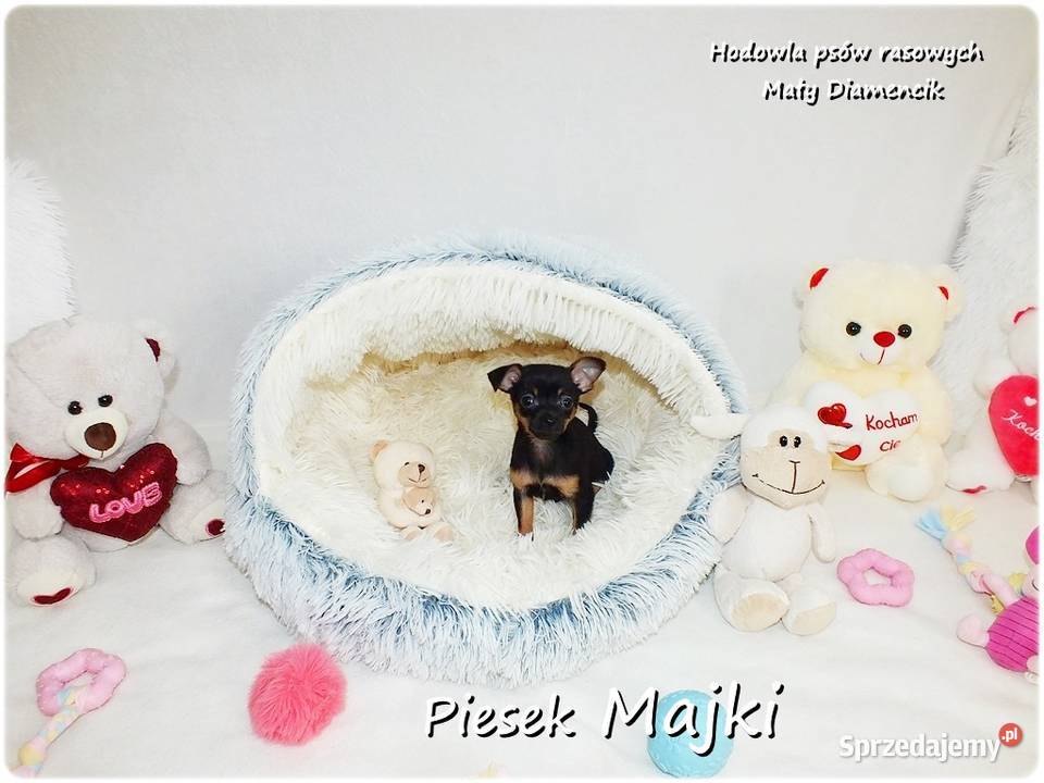 Pinczer miniaturowy Ratlerek tzwsarenka MINI Żary