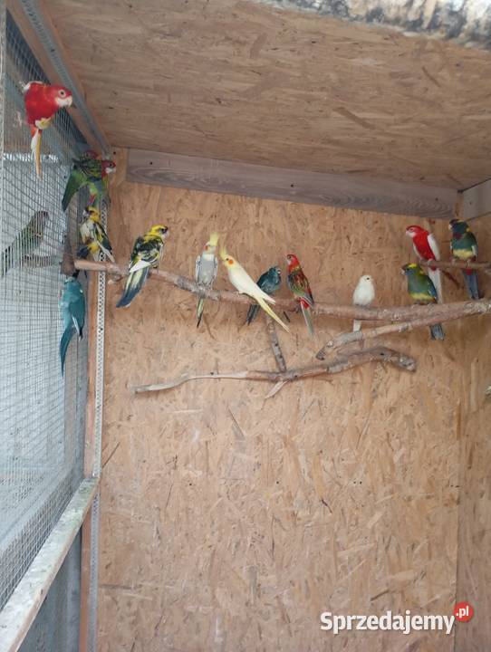 Sprzedam papugi rozelle królewskie białolicekozy Lublin sprzedam