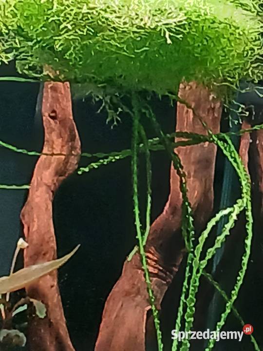 Wgłębka wodna do akwarium małopolskie