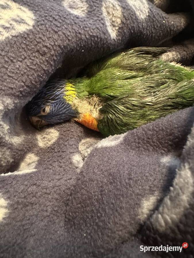 Lorysa tęczowa Ptaki dolnośląskie Bolesławiec