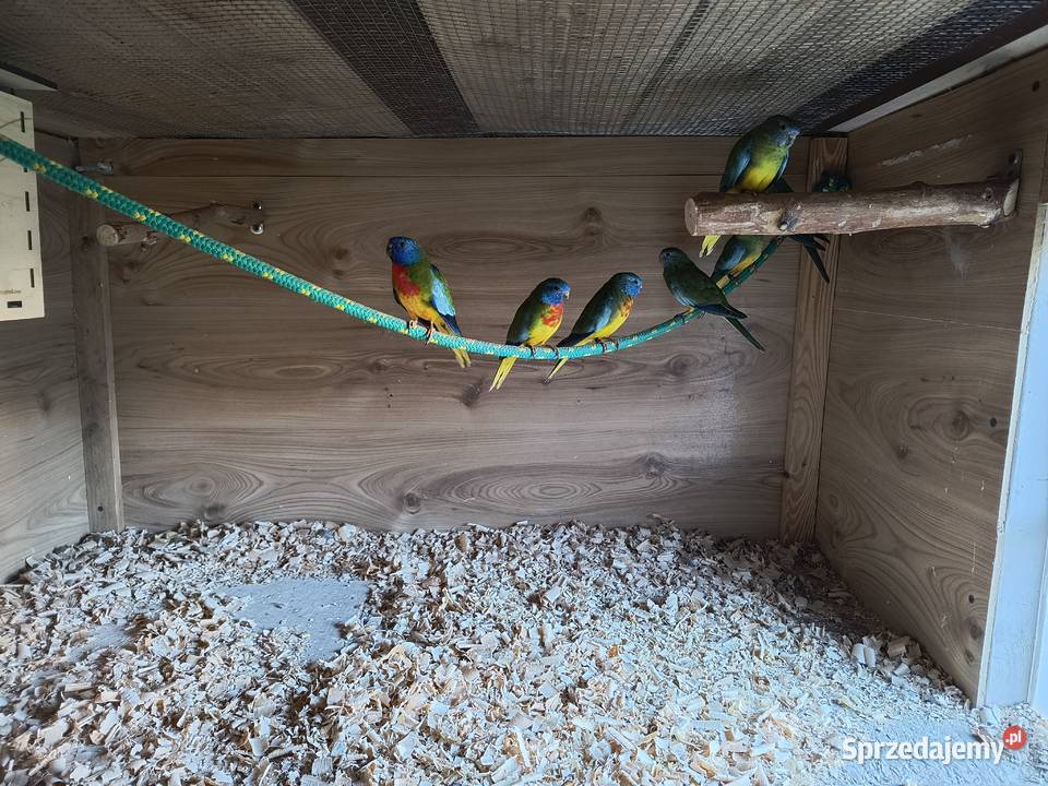 Łąkówki Wspaniałe Gniezno