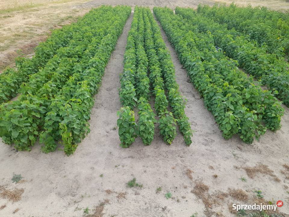 Sadzonki katalpy morwy białą czarna Chrząchów