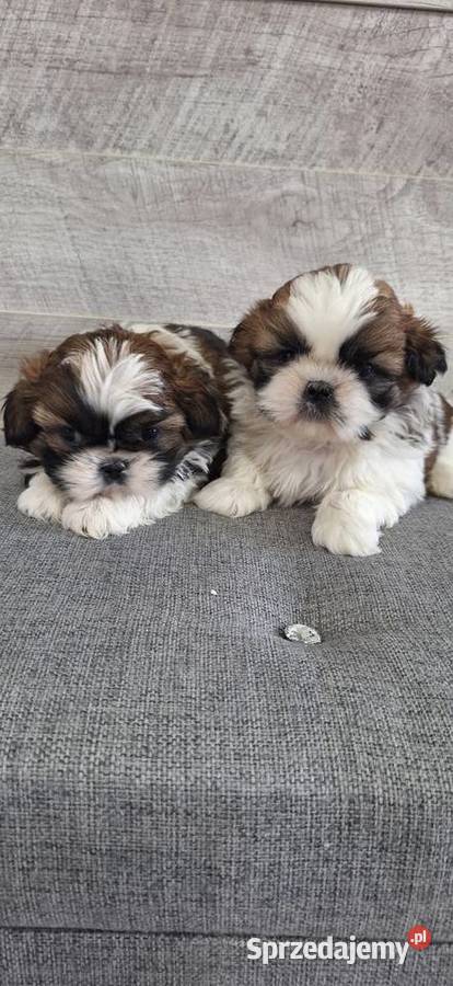 Shih Tzu suczki I piesek Przysucha
