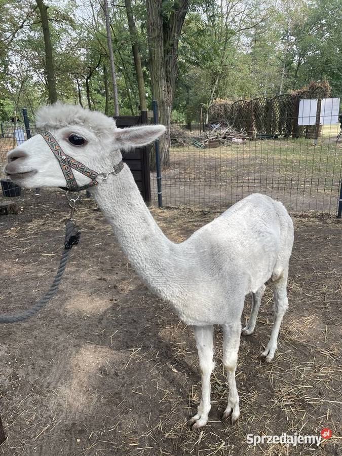 Alpaka Huacaya samiec Warszawa