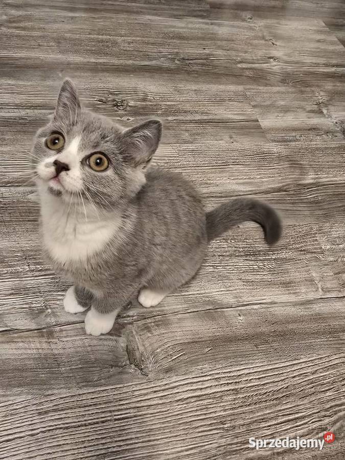 Kot Brytyjski kotka bikolor Poznań sprzedam
