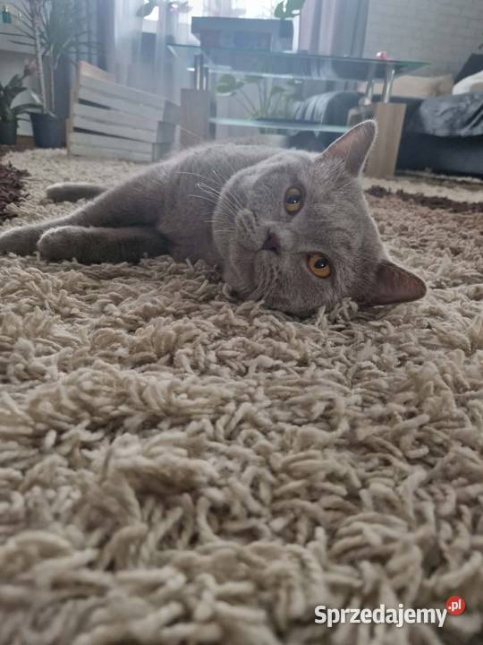 Kocur Brytyjski krótkowłosy reproduktor