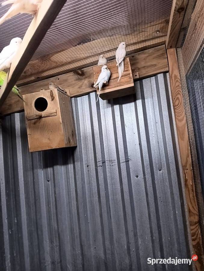 Papugi faliste lubelskie Parczew