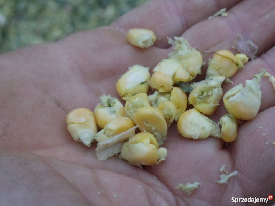 Kiszonka z kukurydzy Sprzedam Połczyn-Zdrój