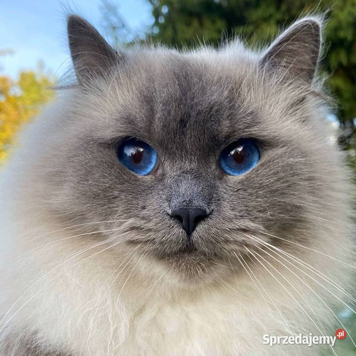 cudowny ragdoll rodowód hodowla FPL kocur Ragdoll Gorzów Wielkopolski