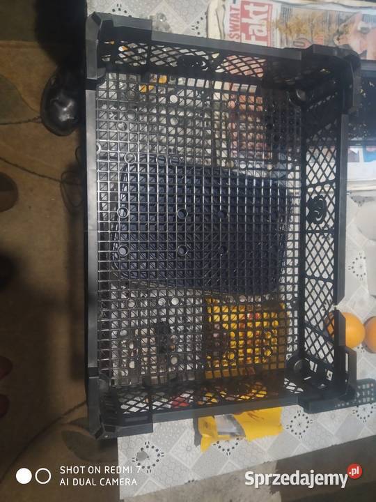 Skrzynki plastikowe na pieczarki Gdańsk