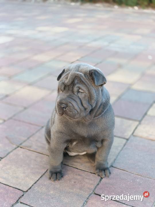 Szczenięta shar pei rodowód Wyszków sprzedam