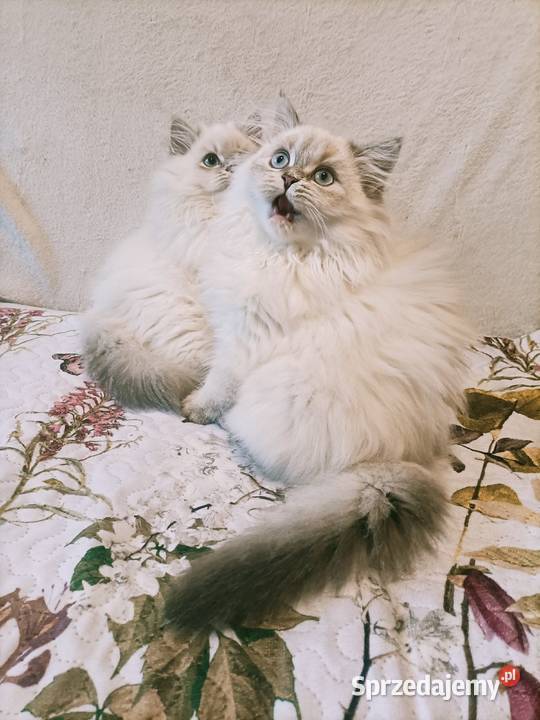 Kot brytyjski kotka brytyjska długowłosy Częstochowa