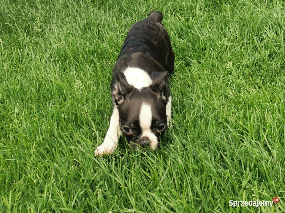 Pies Suczka Boston Terrier Szczeniak 2 wielkopolskie Grodzisk Wielkopolski sprzedam