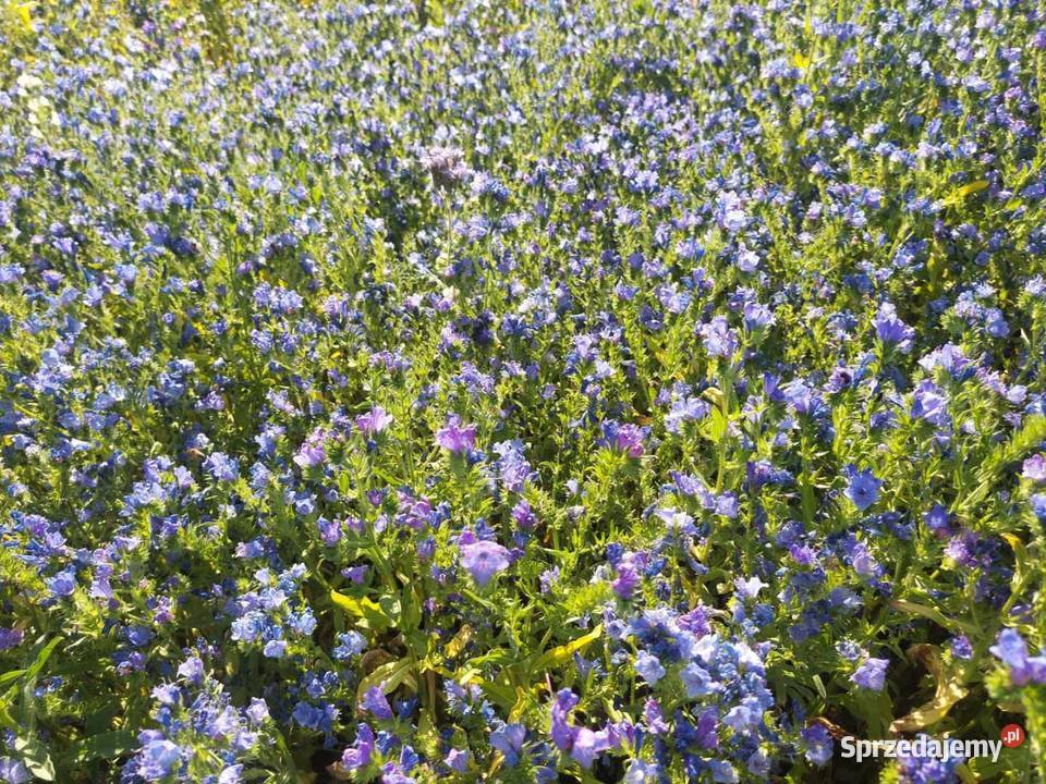 Żmijowiec Babkowaty Złotów