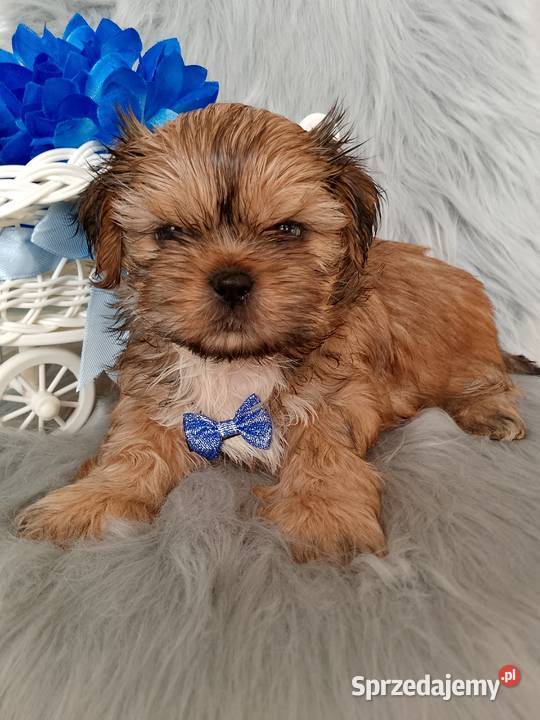 Gotowy do odbioru piesek rasy ShihTzu Shih Tzu