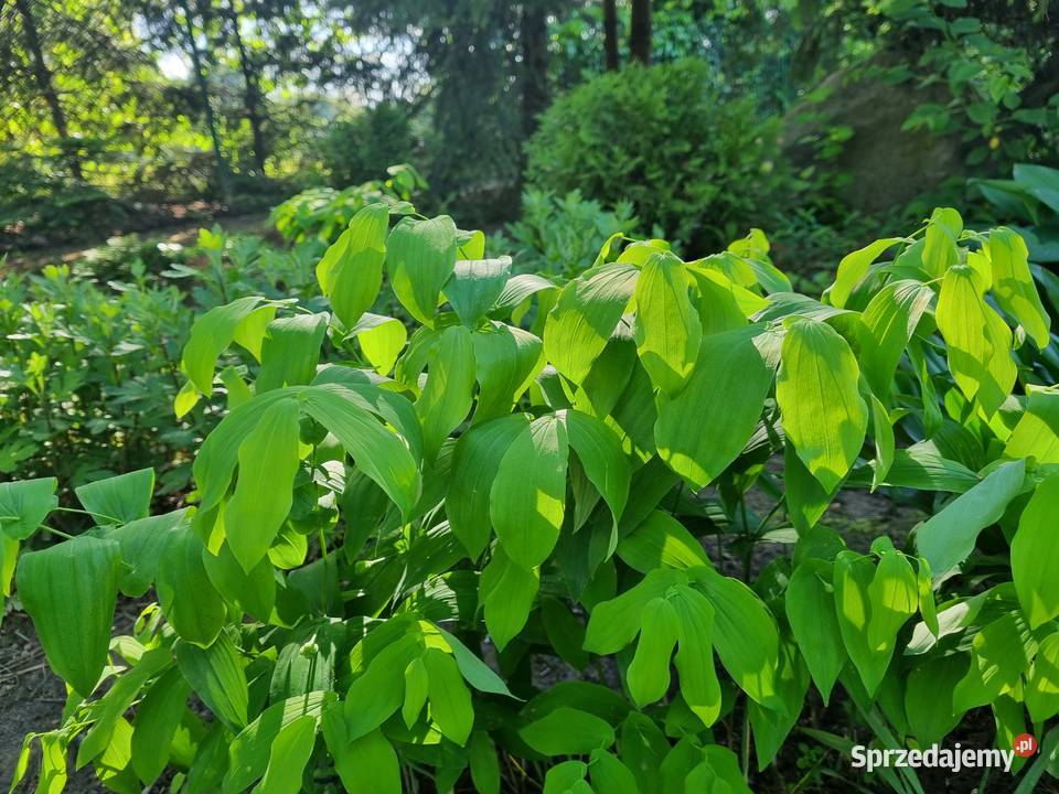 Jagodowiec wielkokwiatowy